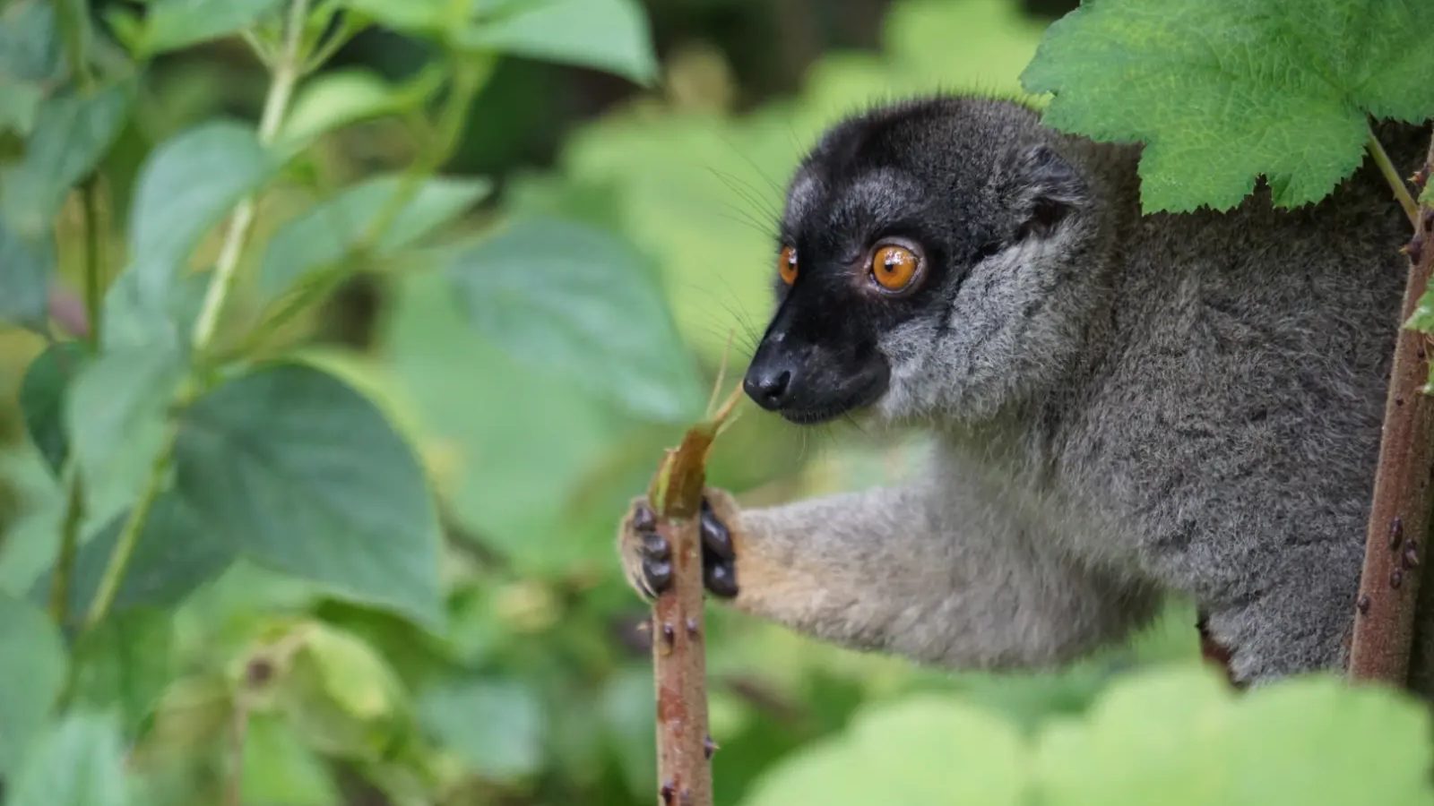 A lemur feeding in the rainforest in Madagascar