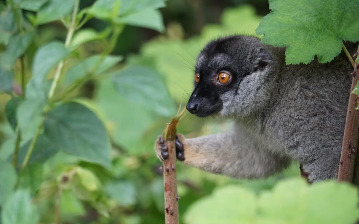 A lemur feeding in the rainforest in Madagascar