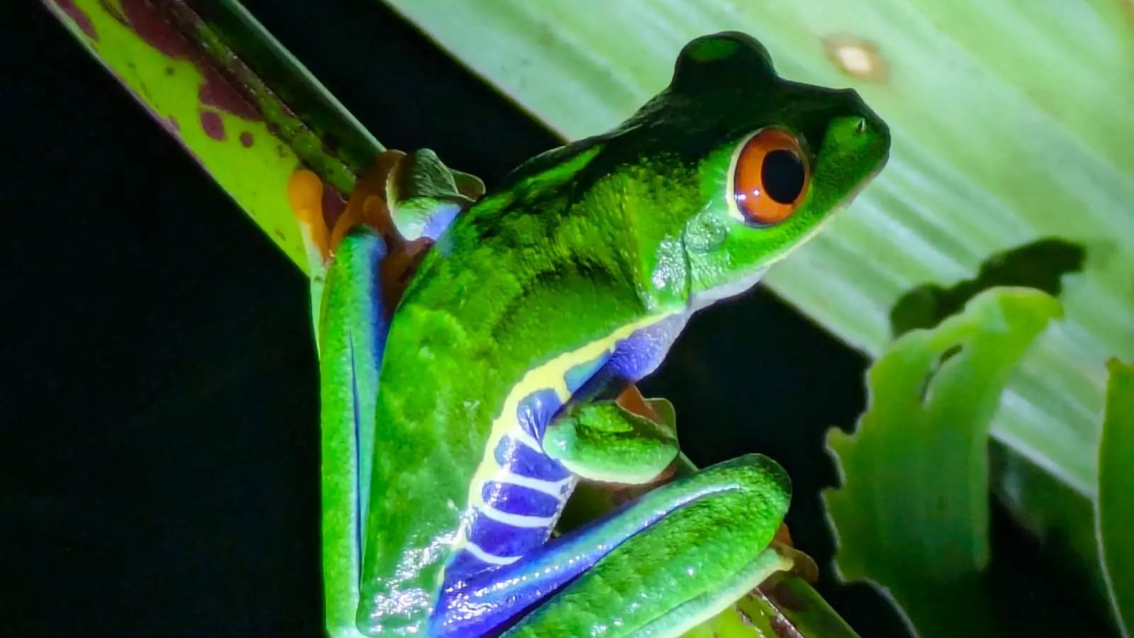 A red-eyed tree frog on a leaf in Costa Rica