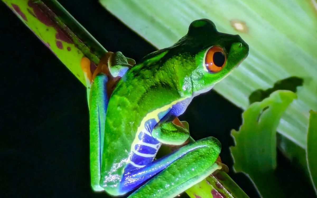 A red-eyed tree frog on a leaf in Costa Rica