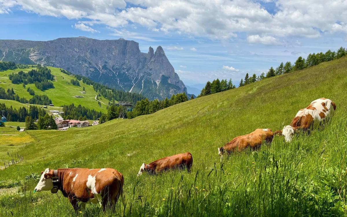 Cows grazing on the Alpe di Siusi meadows below the Dolomites