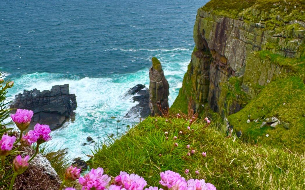 Sea pinks on the clifftops of Handa Island in Scotland