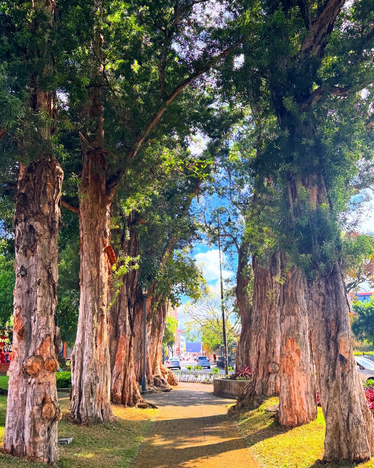 Tree-lined city path