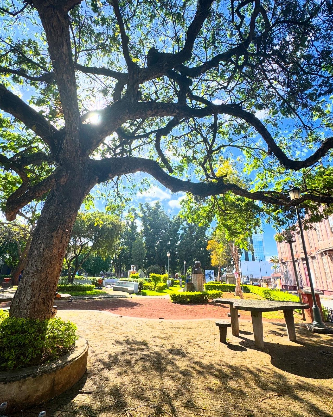 Shade in the plaza