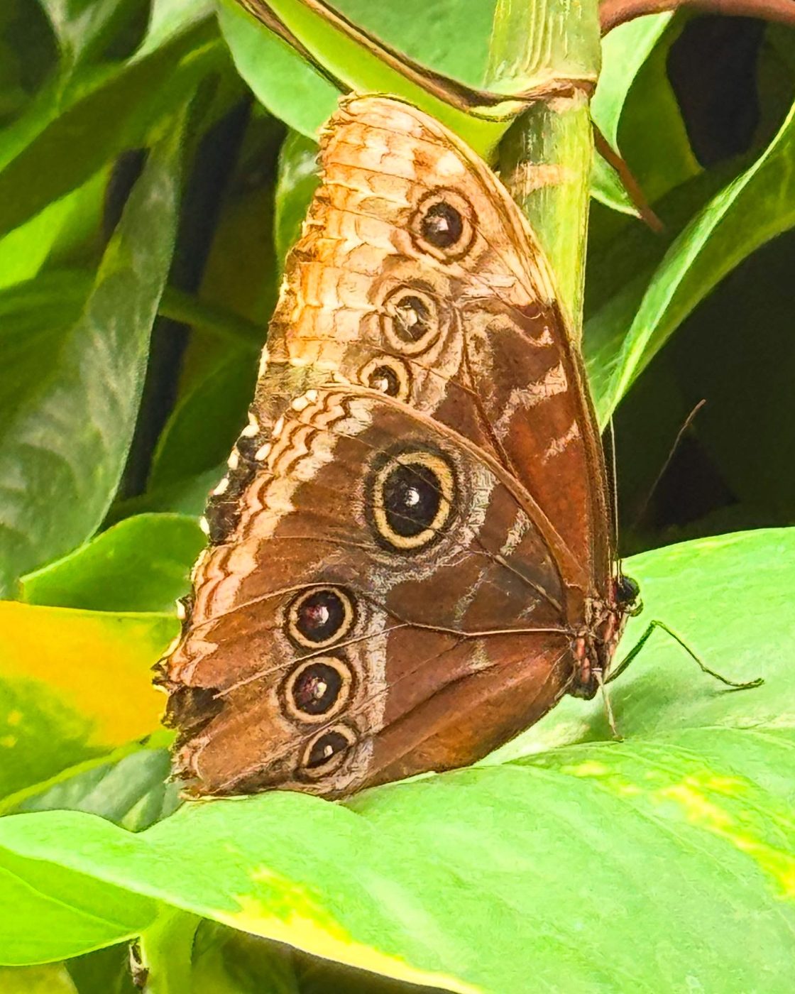 Owl butterfly