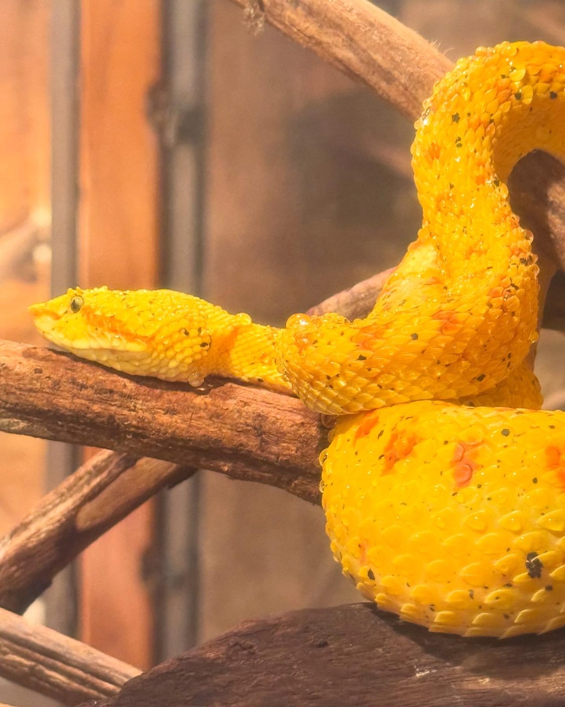 Eyelash viper