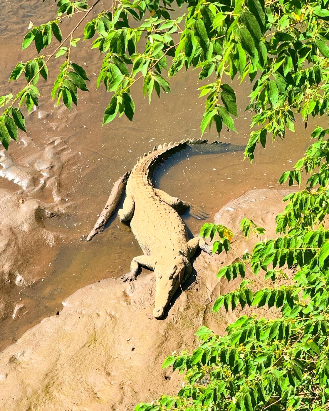 American crocodile