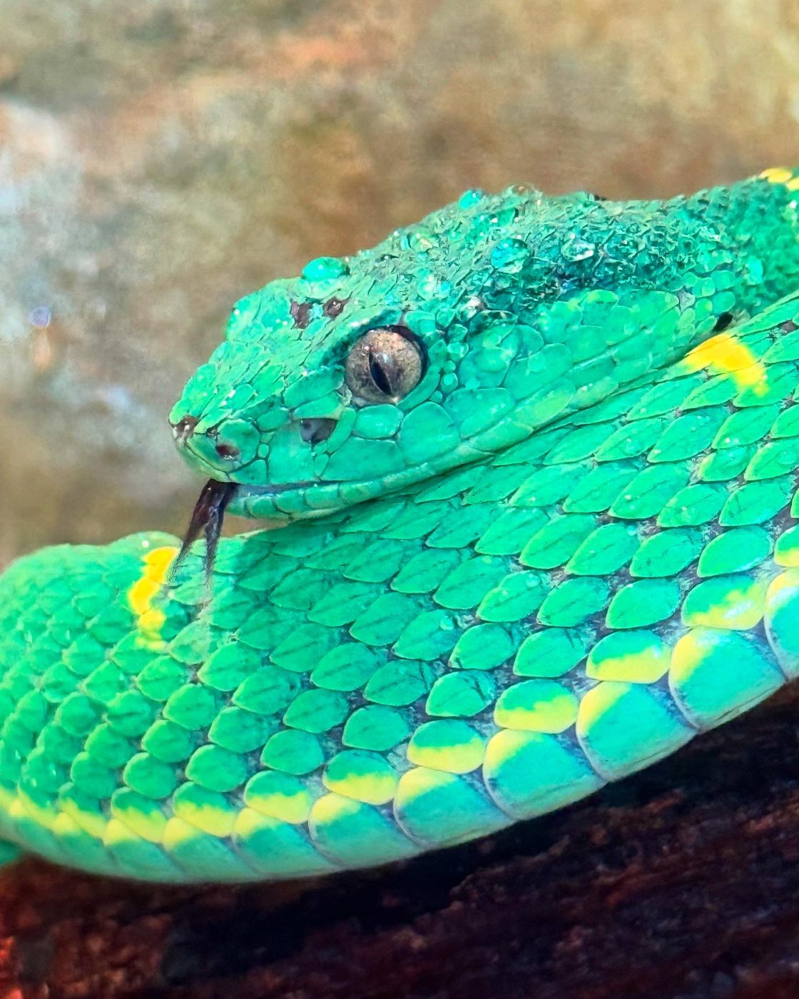 Side-striped palm pit viper