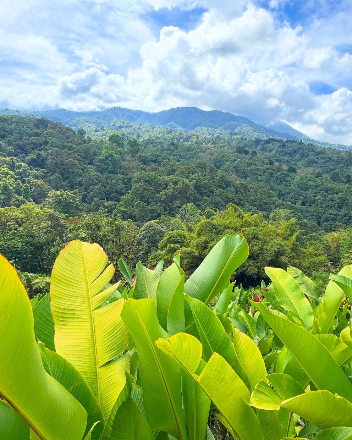 La Paz waterfall gardens