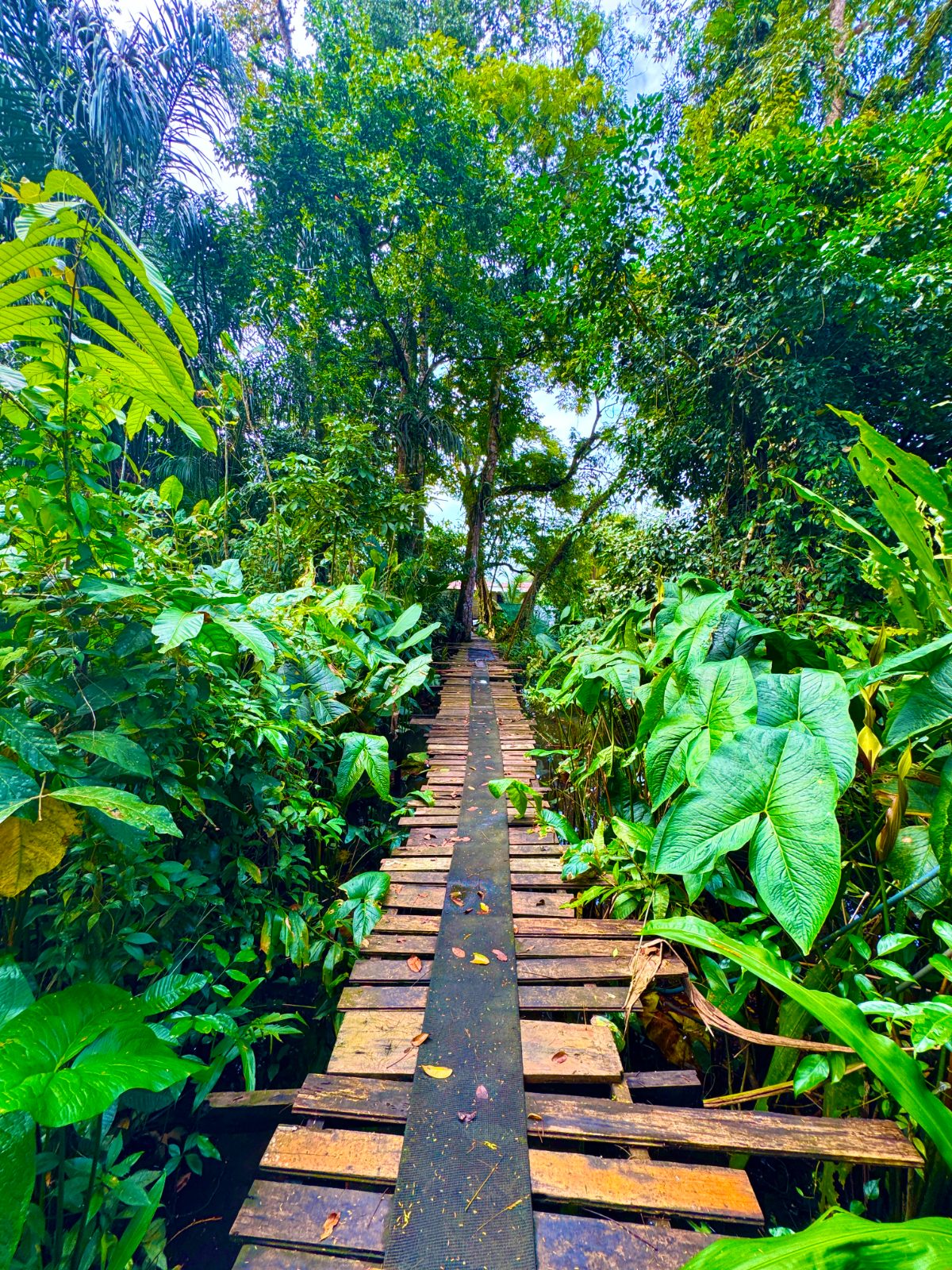 Our lodge in Tortuguero
