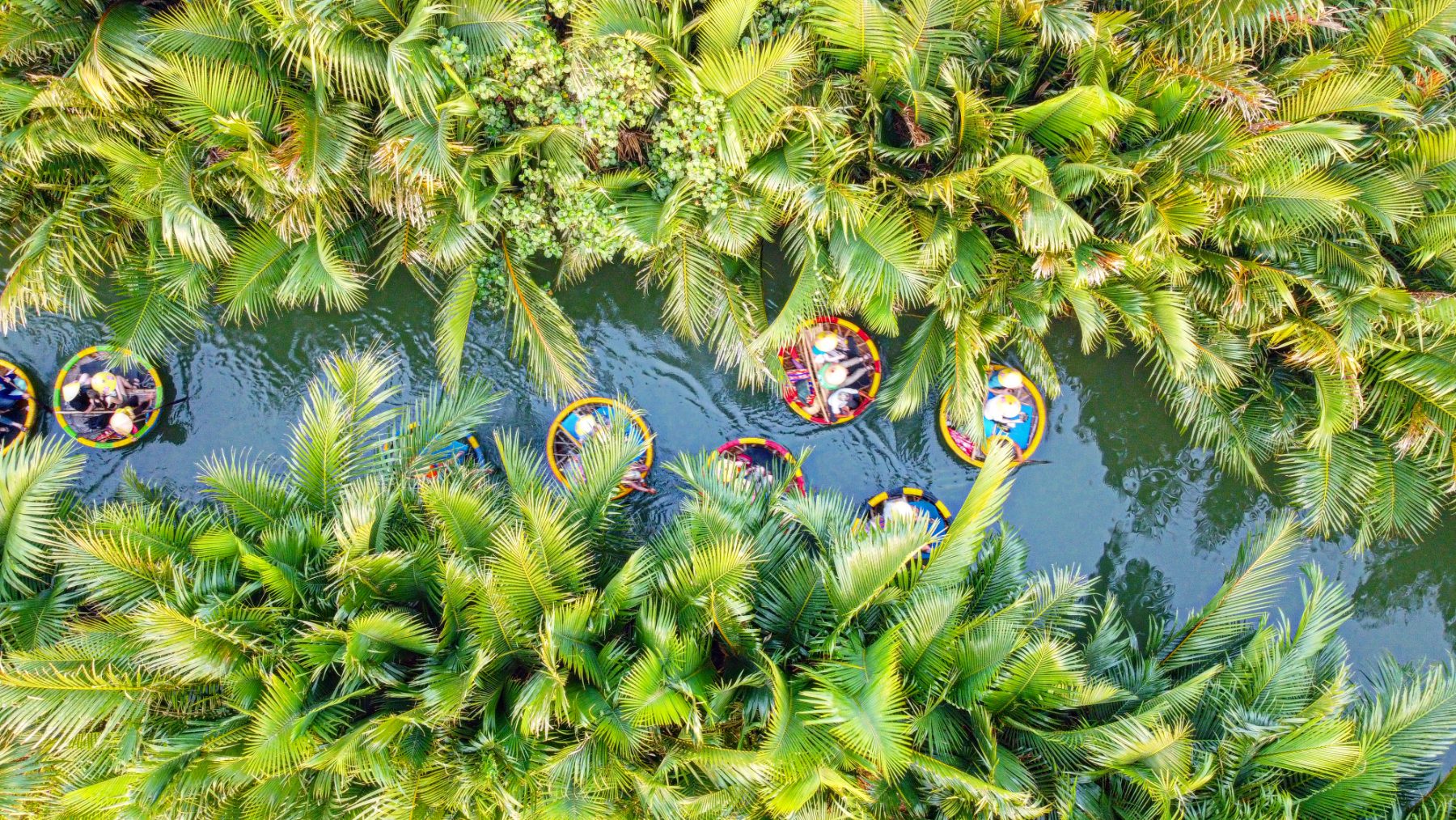 Water Coconut Forest