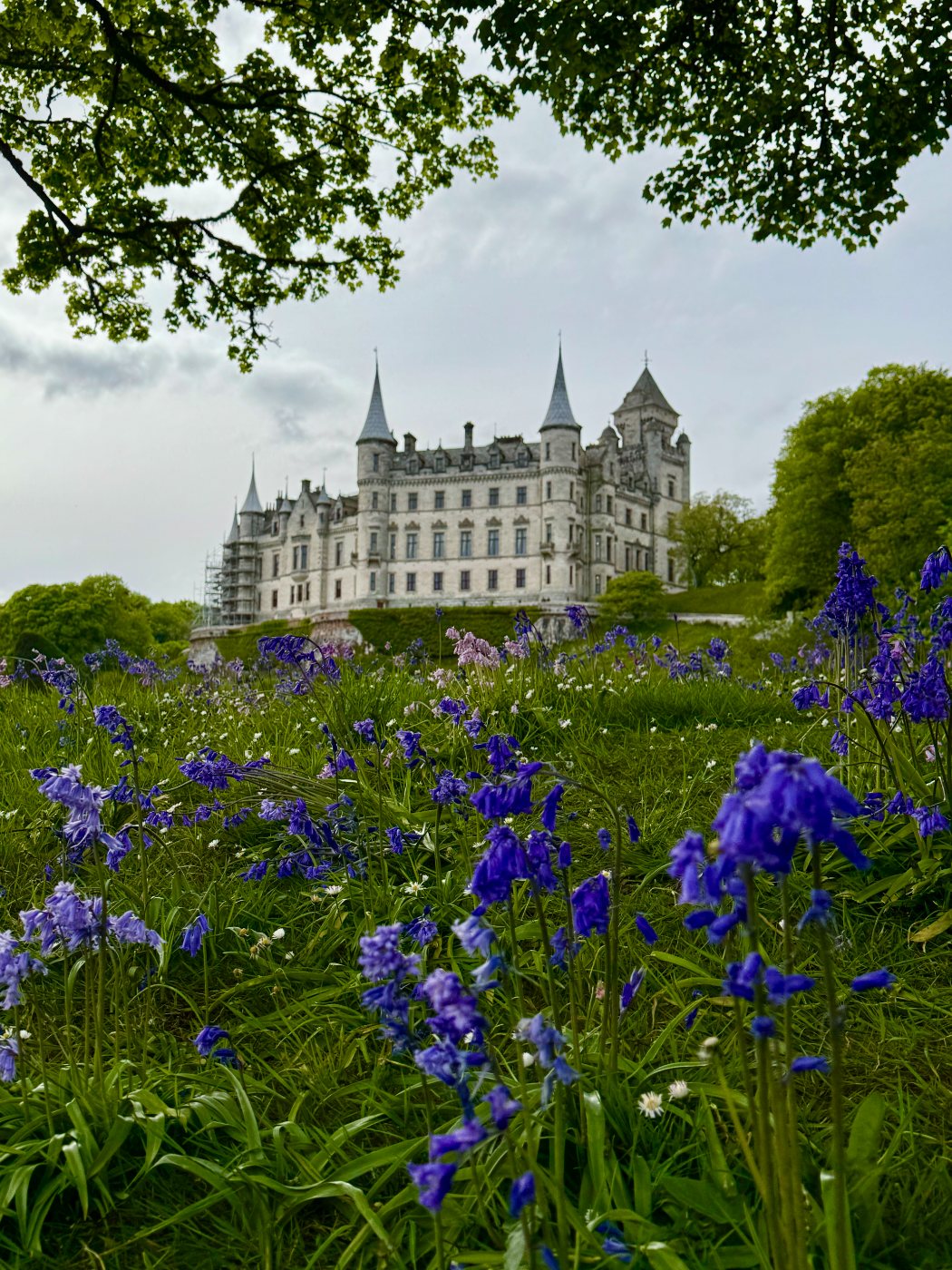 The castle through the bluebells